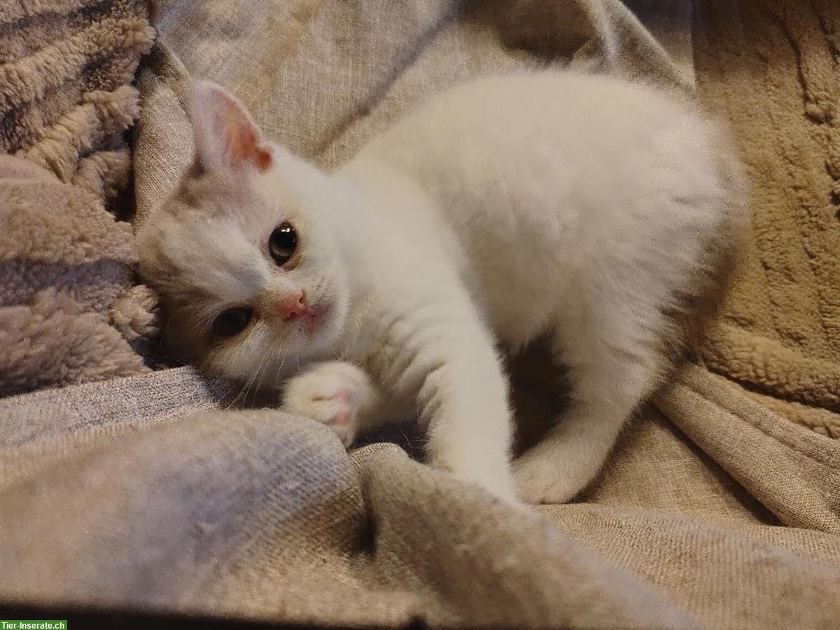 Bild 5: BKH Kitten mit Stammbaum vom Züchter