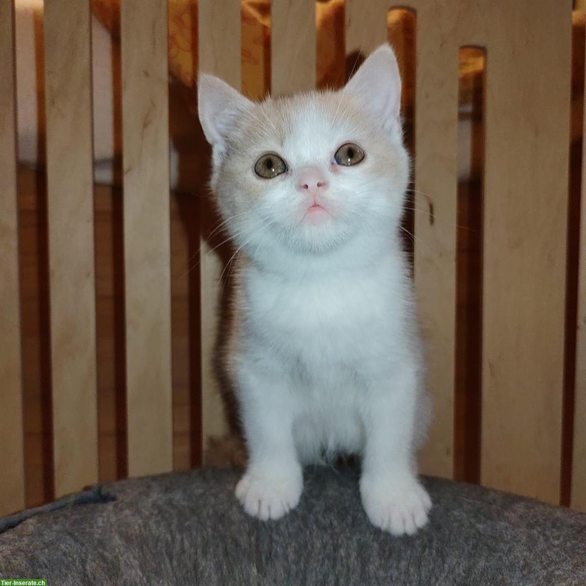 Bild 6: BKH Kitten mit Stammbaum vom Züchter