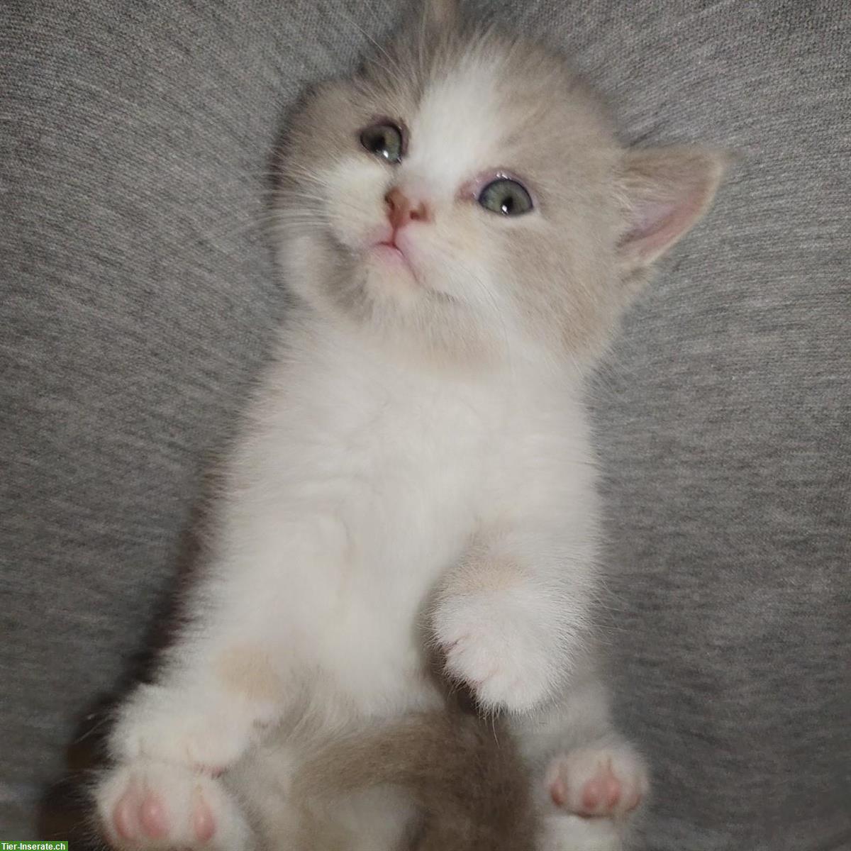 Bild 7: BKH Kitten mit Stammbaum vom Züchter