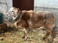 Junger Nolana Schafbock