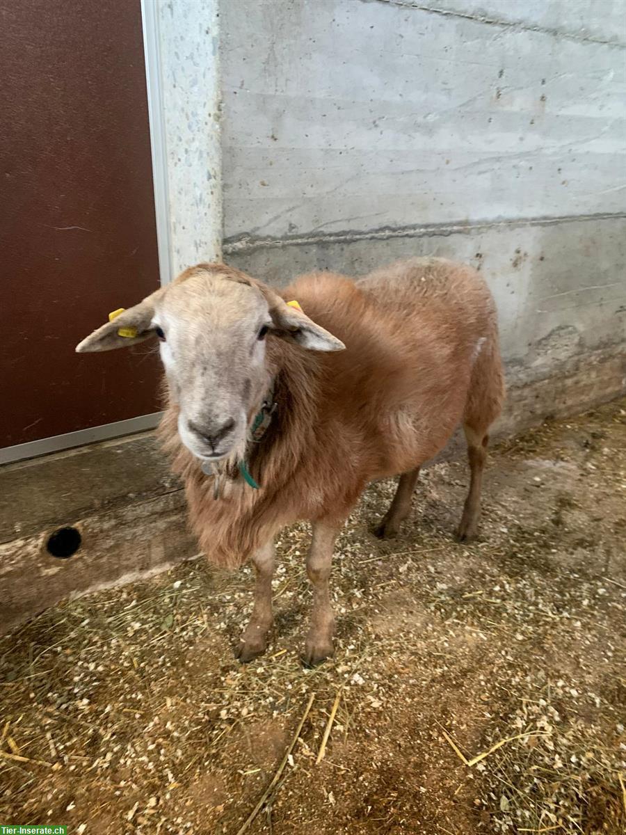 Bild 2: Junger Nolana Schafbock