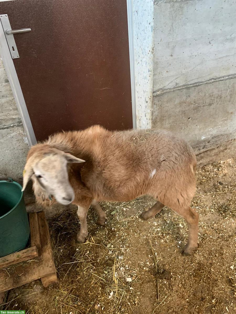 Bild 3: Junger Nolana Schafbock