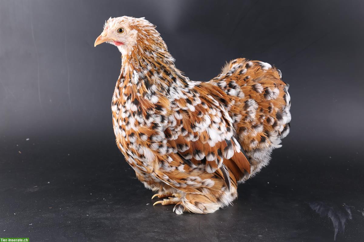 Zwerg-Cochin Junghennen, porzellanfarbig, zahm