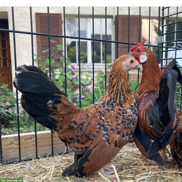 Bantam Zwerghühner gold-porzellanfarbig