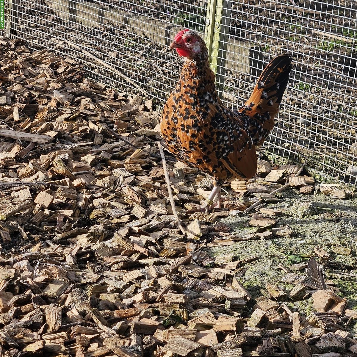 Bild 2: Bantam Zwerghühner gold-porzellanfarbig
