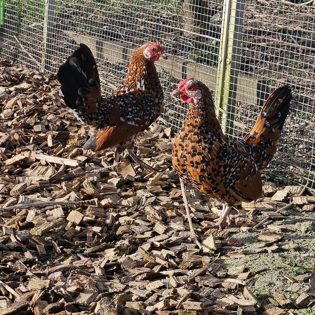 Bild 3: Bantam Zwerghühner gold-porzellanfarbig