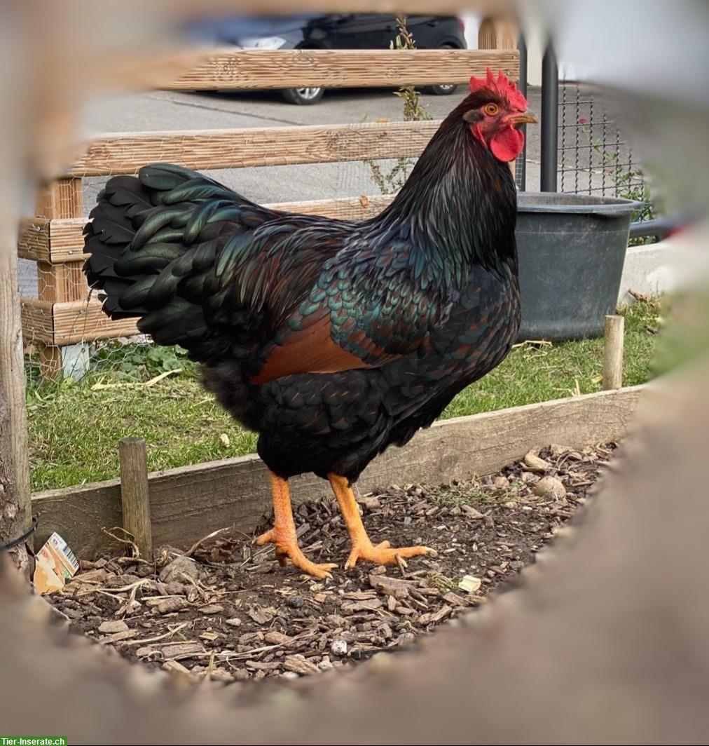 Barnevelder Junghahn (Grossrasse), braun-schwarz-doppelgesäumt