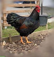 Barnevelder Junghahn (Grossrasse), braun-schwarz-doppelgesäumt