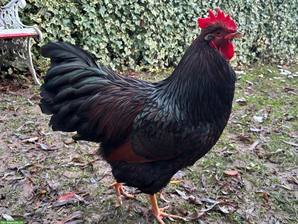 Bild 2: Barnevelder Junghahn (Grossrasse), braun-schwarz-doppelgesäumt