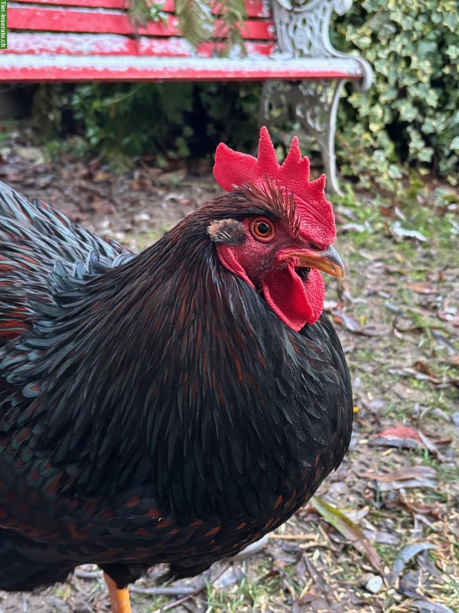 Bild 3: Barnevelder Junghahn (Grossrasse), braun-schwarz-doppelgesäumt