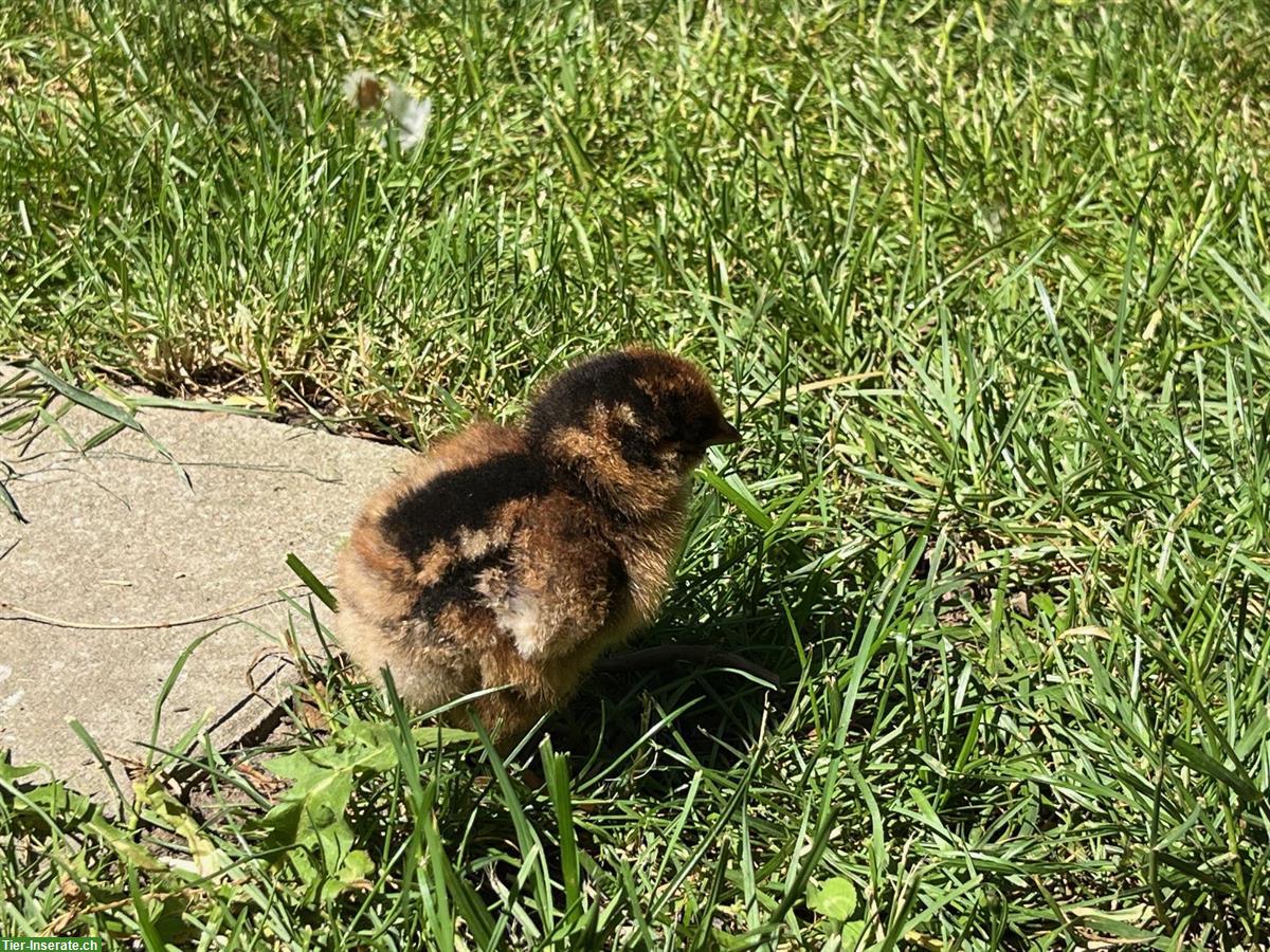 Bild 4: Barnevelder Junghahn (Grossrasse), braun-schwarz-doppelgesäumt