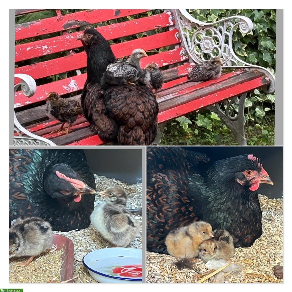 Bild 5: Barnevelder Junghahn (Grossrasse), braun-schwarz-doppelgesäumt