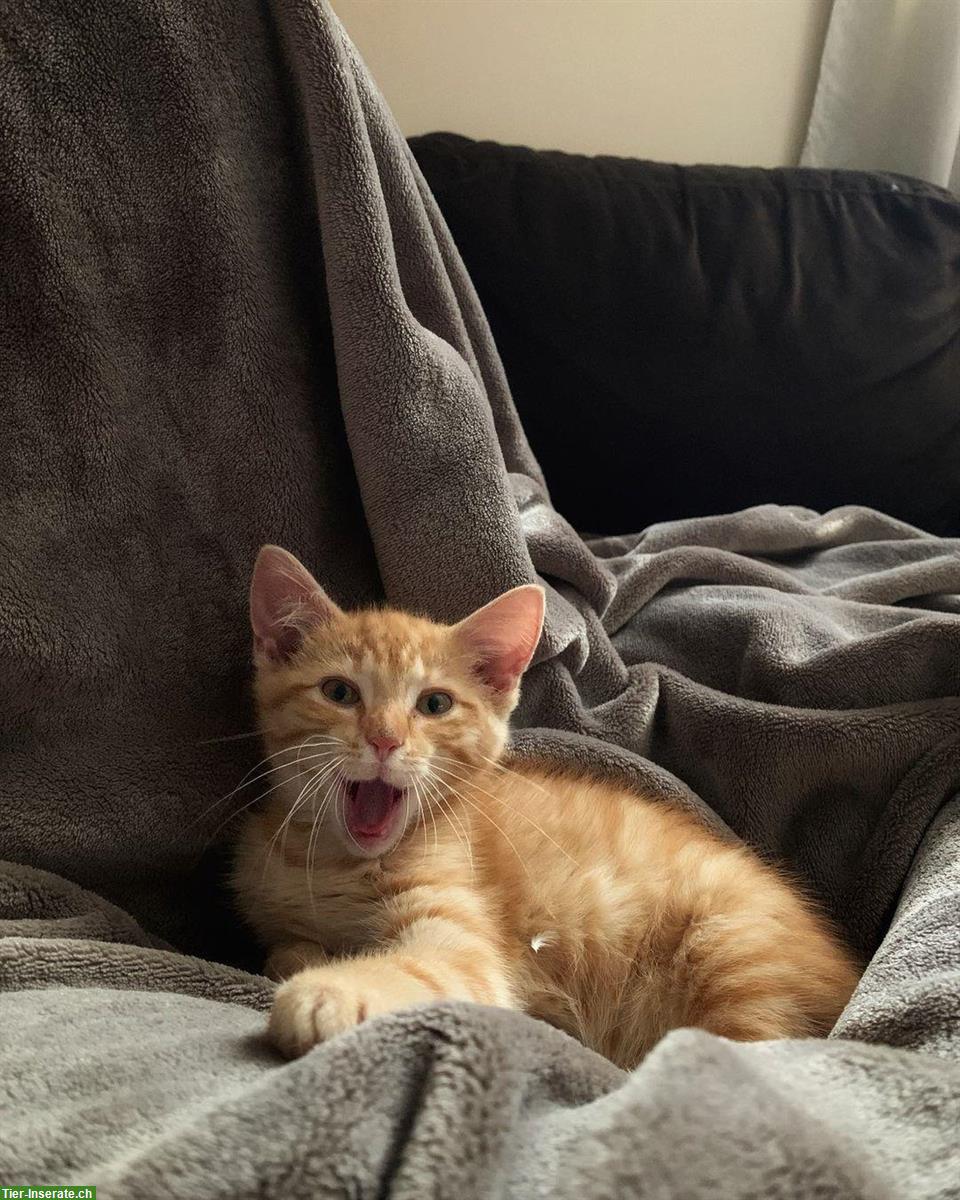 Bild 2: Manx Kitten Amalia sucht Zuhause mit Auslauf