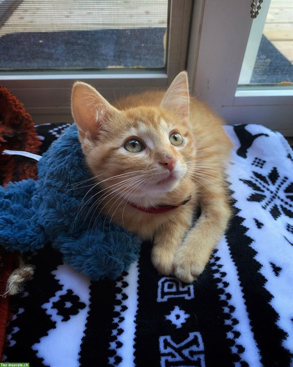 Bild 3: Manx Kitten Amalia sucht Zuhause mit Auslauf