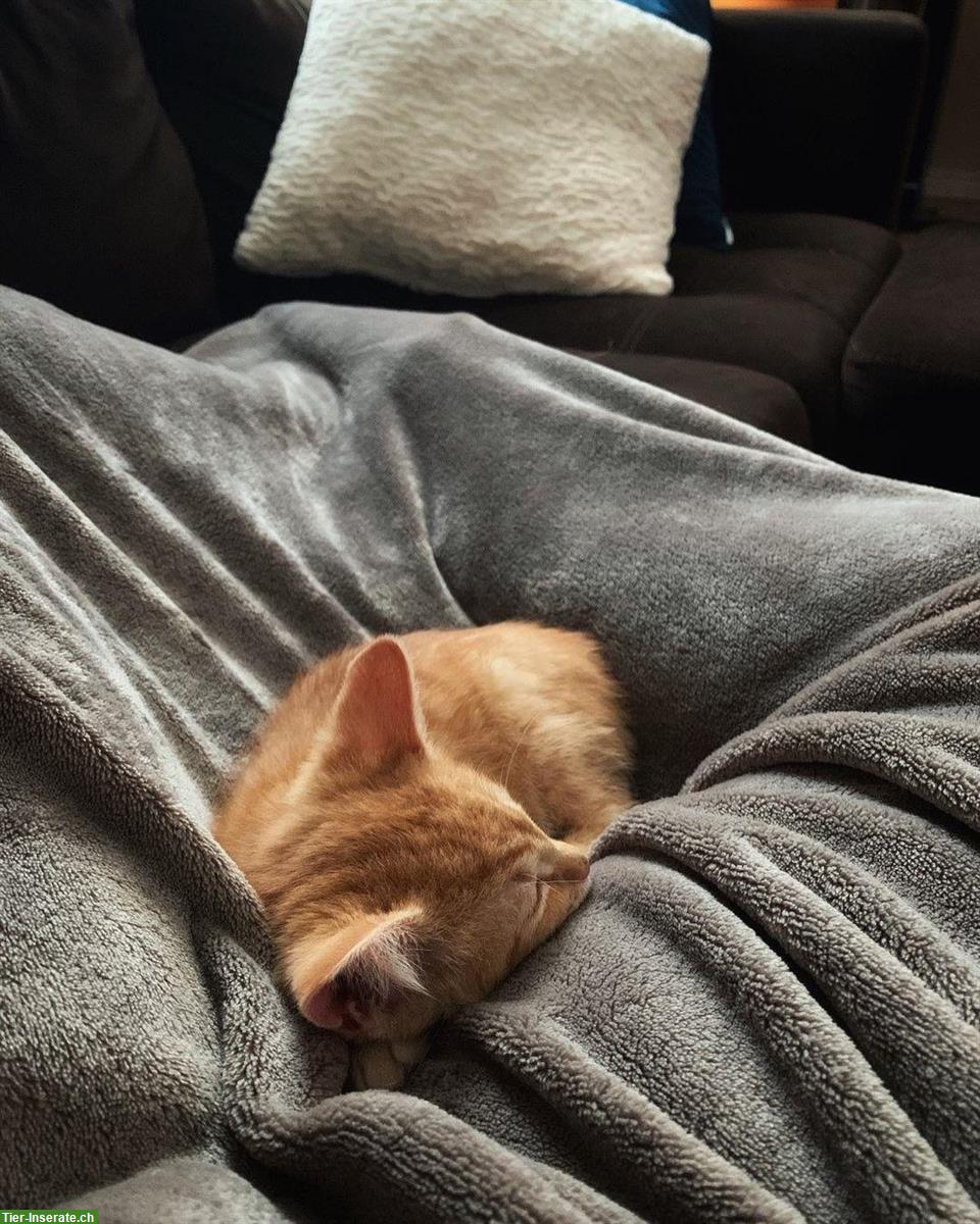 Bild 4: Manx Kitten Amalia sucht Zuhause mit Auslauf