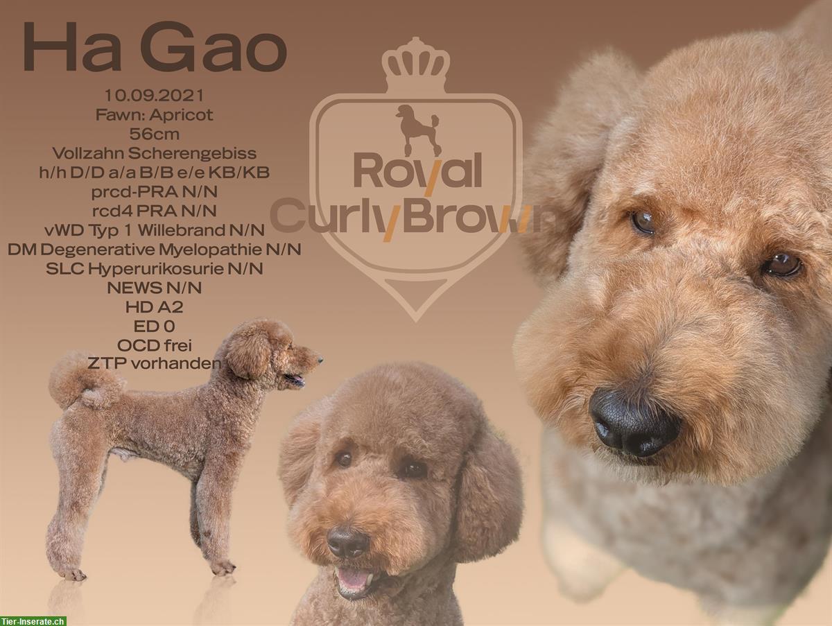 Großpudel Deckrüde Ha Gao in apricot mit ZTP