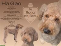 Großpudel Deckrüde Ha Gao in apricot mit ZTP