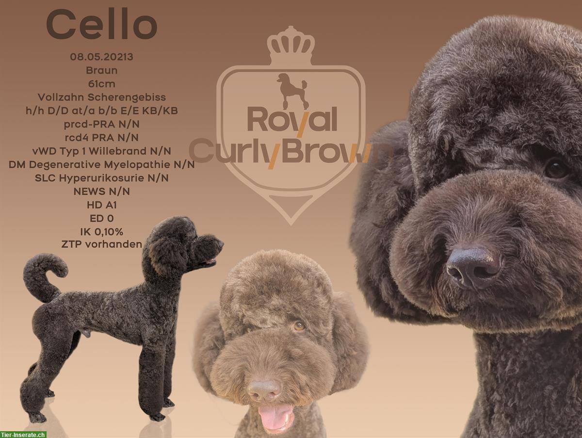 Großpudel Cello in braun, Deckrüde mit ZTP
