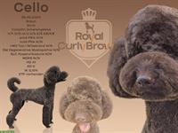 Großpudel Cello in braun, Deckrüde mit ZTP