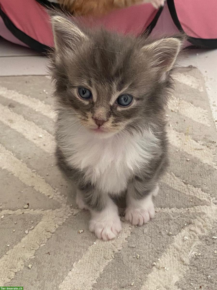 Maine Coon Kitten, reinrassig, ohne Stammbaum