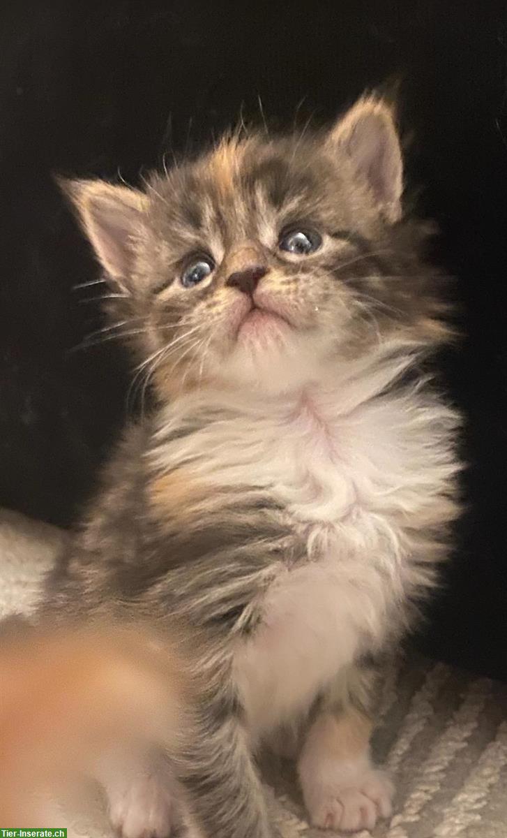 Bild 2: Maine Coon Kitten, reinrassig, ohne Stammbaum