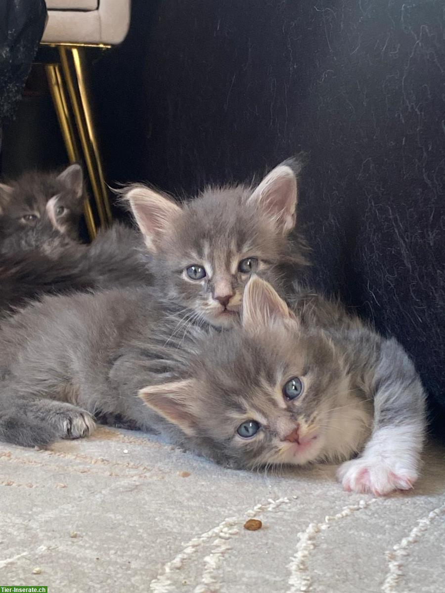 Bild 3: Maine Coon Kitten, reinrassig, ohne Stammbaum