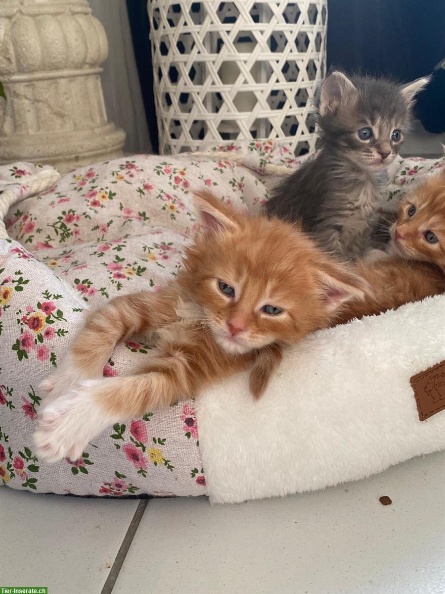 Bild 4: Maine Coon Kitten, reinrassig, ohne Stammbaum