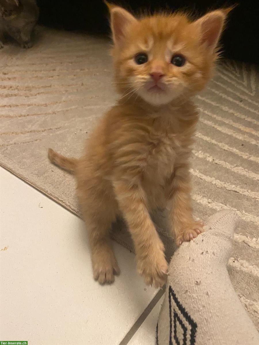 Bild 5: Maine Coon Kitten, reinrassig, ohne Stammbaum