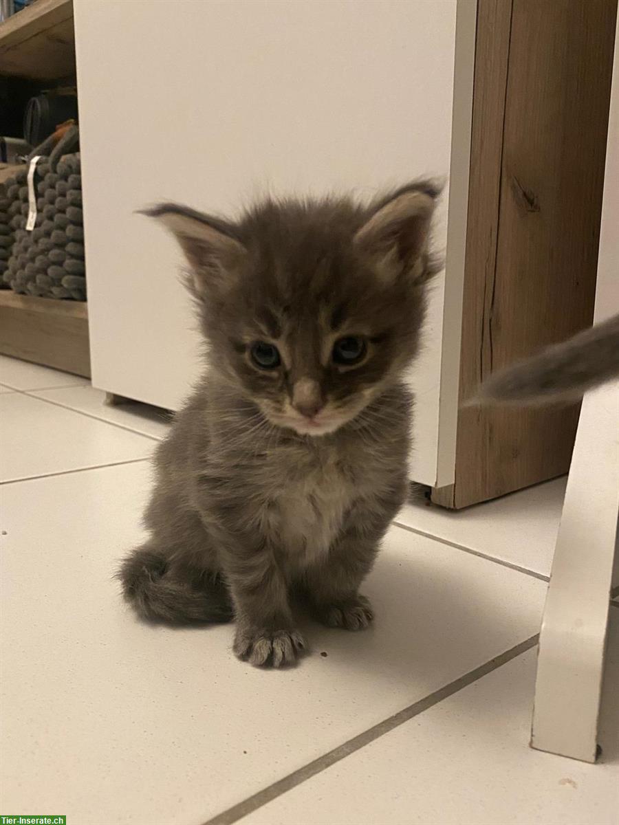 Bild 6: Maine Coon Kitten, reinrassig, ohne Stammbaum