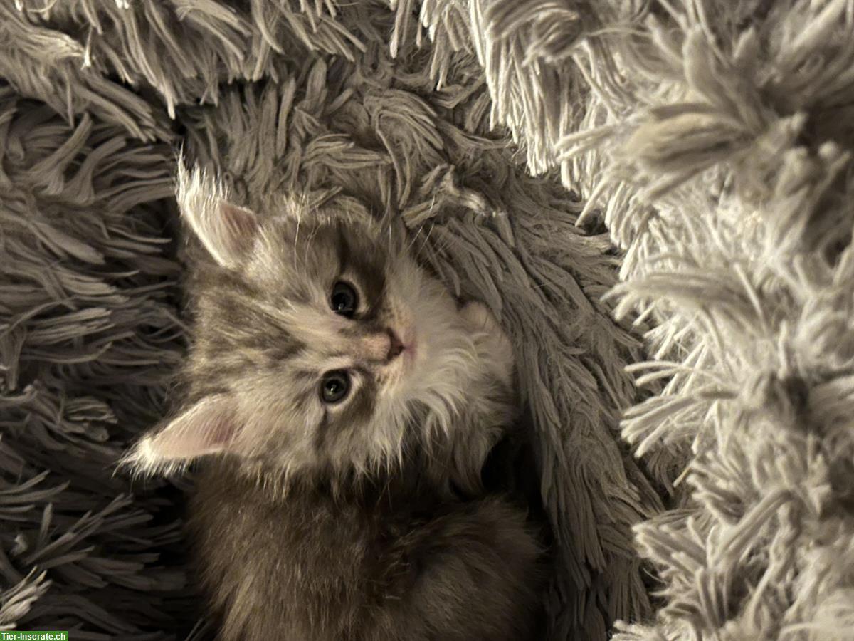 Bild 7: Maine Coon Kitten, reinrassig, ohne Stammbaum