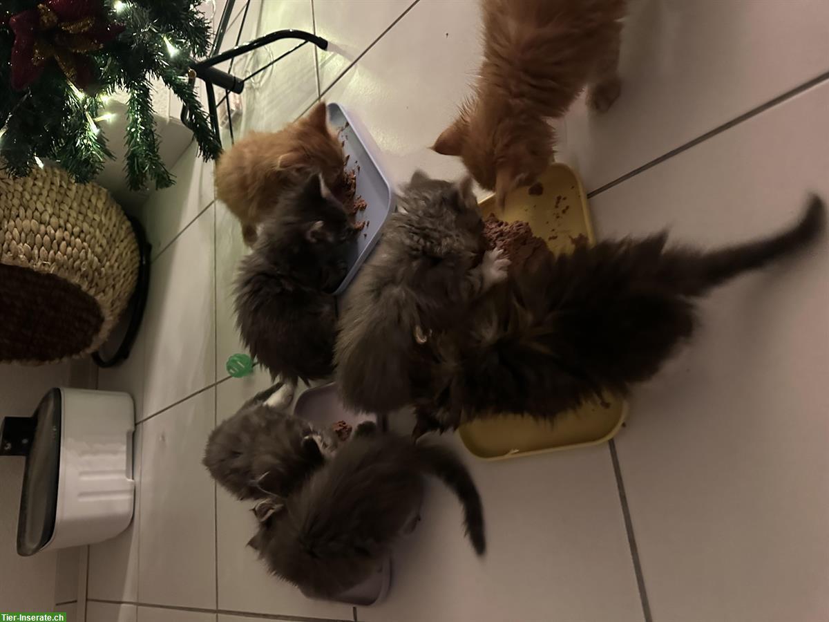 Bild 8: Maine Coon Kitten, reinrassig, ohne Stammbaum