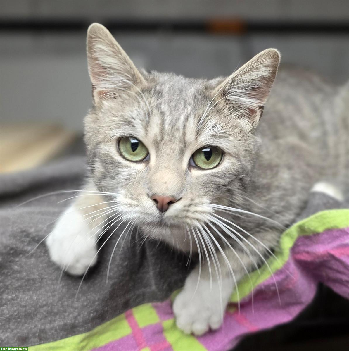 Junger Kater, grau getigert, sucht Zuhause mit Freigang