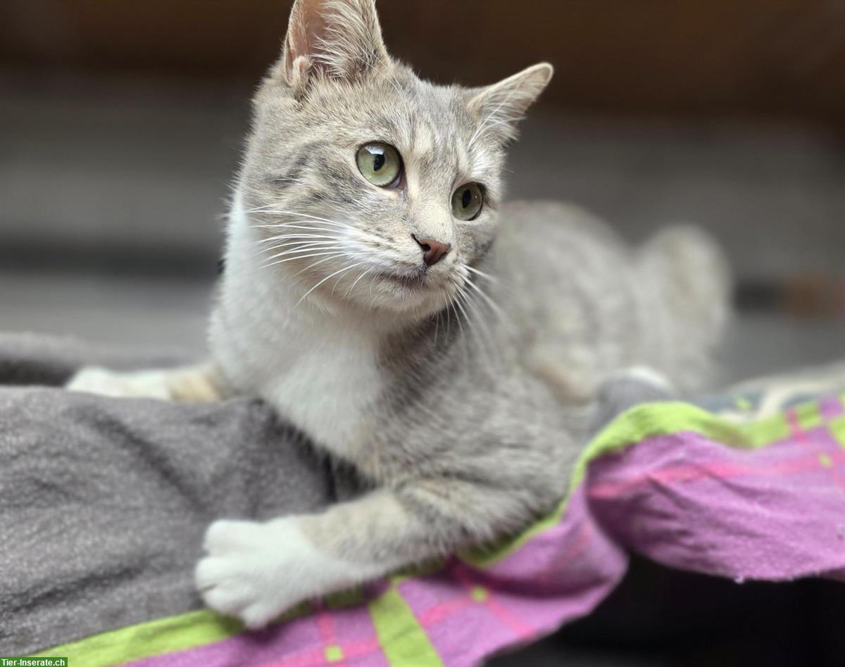 Bild 2: Junger Kater, grau getigert, sucht Zuhause mit Freigang