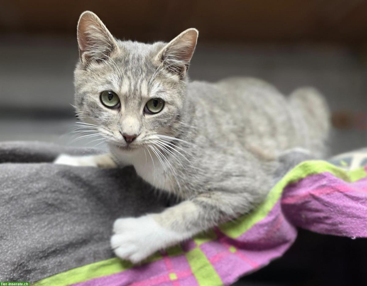 Bild 3: Junger Kater, grau getigert, sucht Zuhause mit Freigang