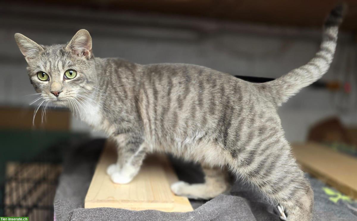 Bild 4: Junger Kater, grau getigert, sucht Zuhause mit Freigang