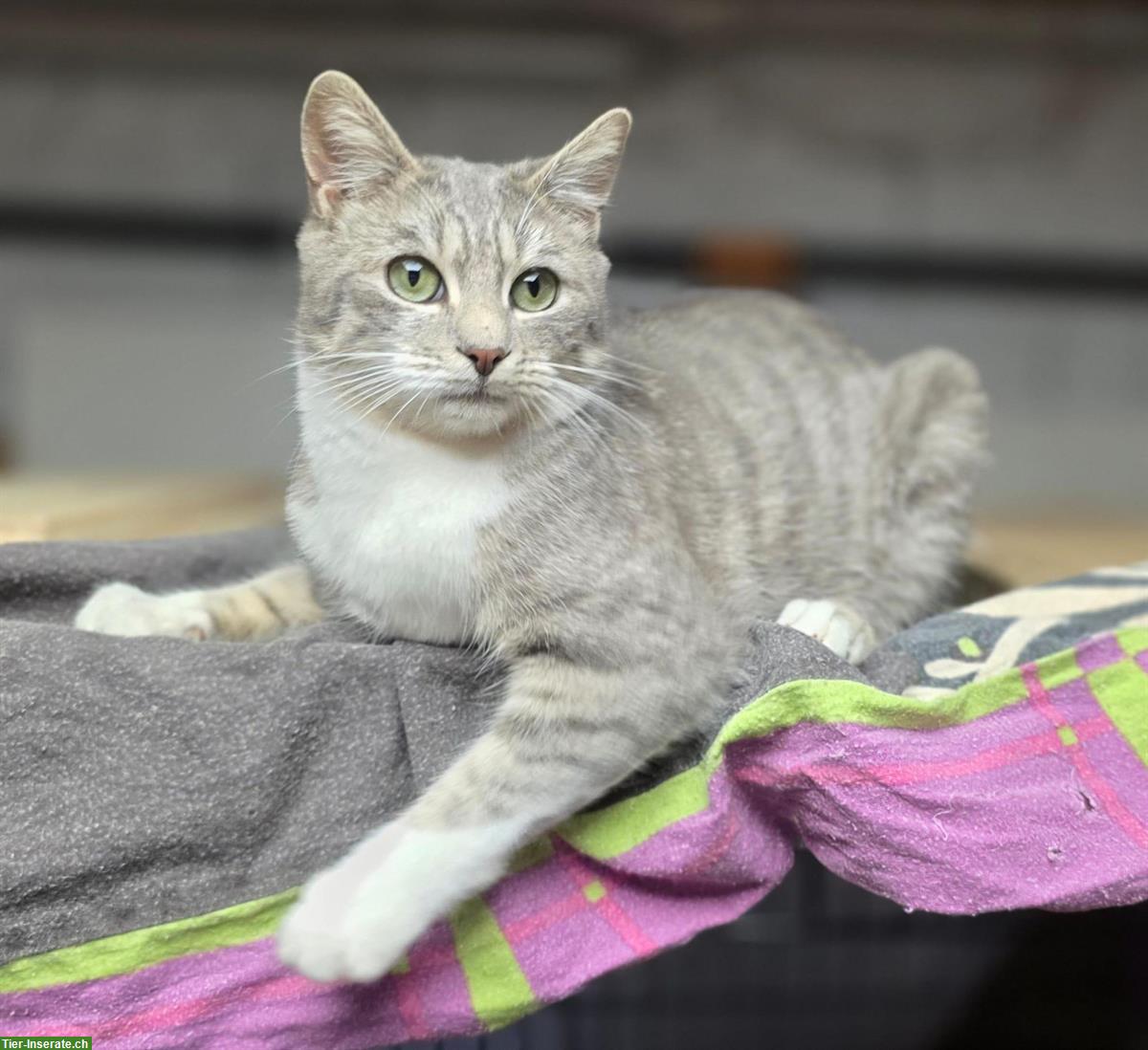 Bild 5: Junger Kater, grau getigert, sucht Zuhause mit Freigang