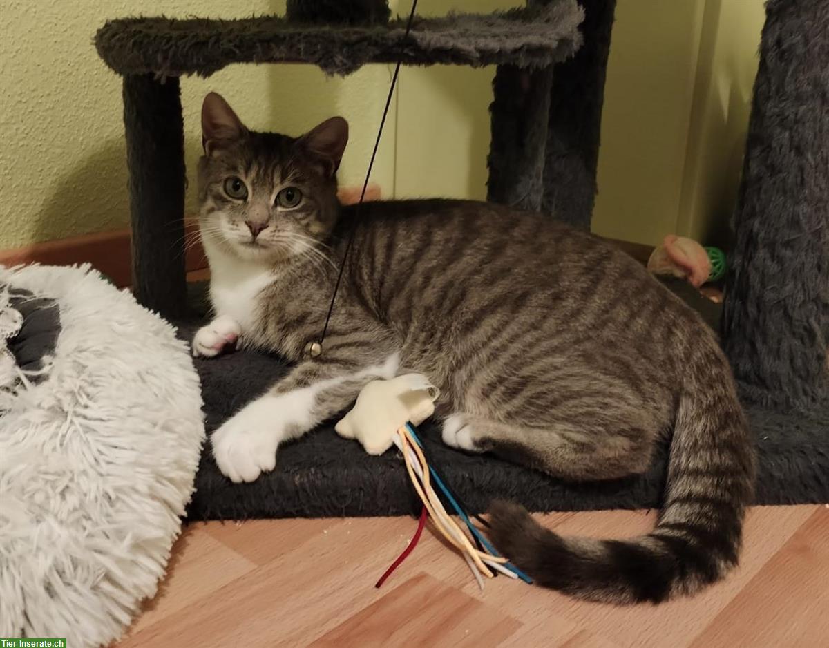 Bild 6: Junger Kater, grau getigert, sucht Zuhause mit Freigang