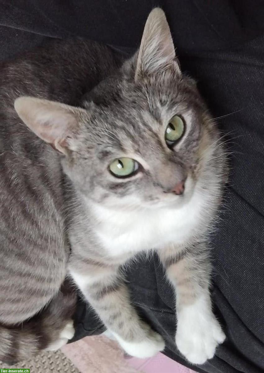 Bild 7: Junger Kater, grau getigert, sucht Zuhause mit Freigang