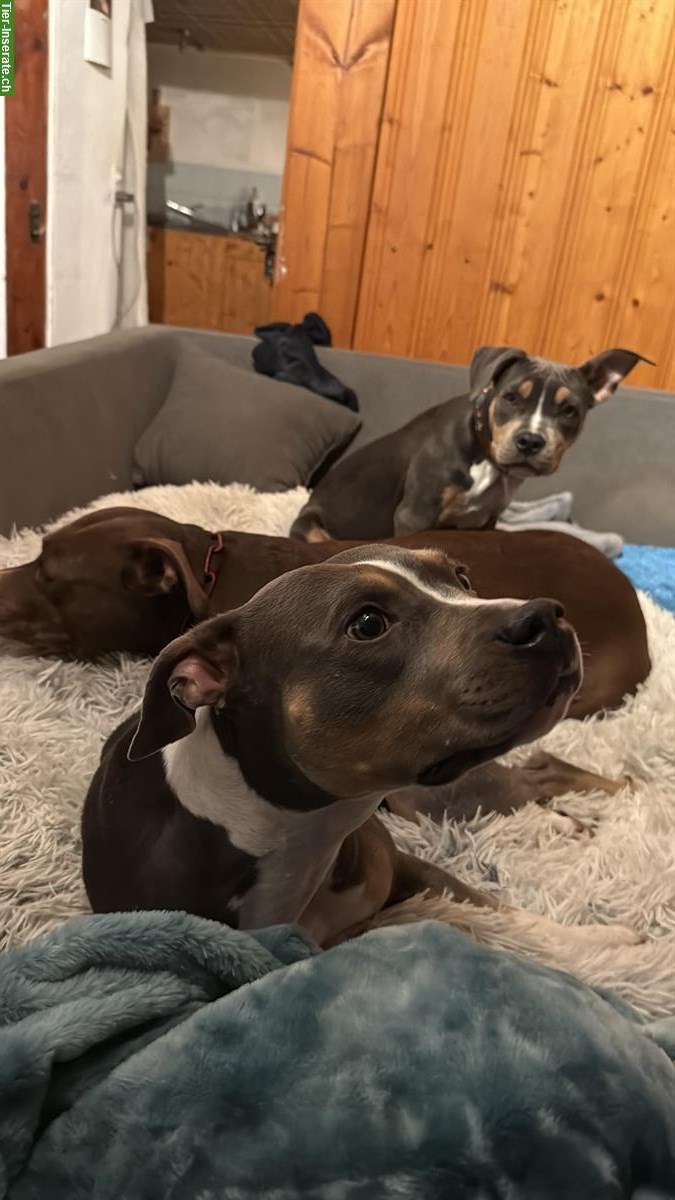 AmStaff Welpen (weiblich) suchen ihr Zuhause