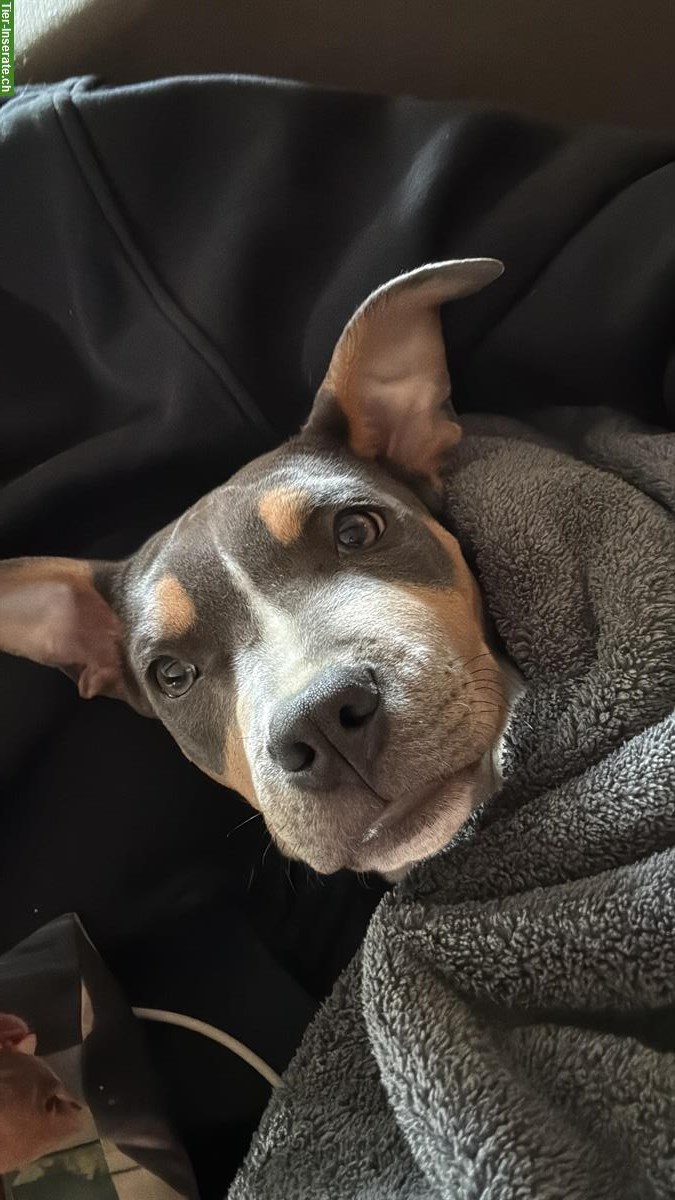 Bild 2: AmStaff Welpen (weiblich) suchen ihr Zuhause