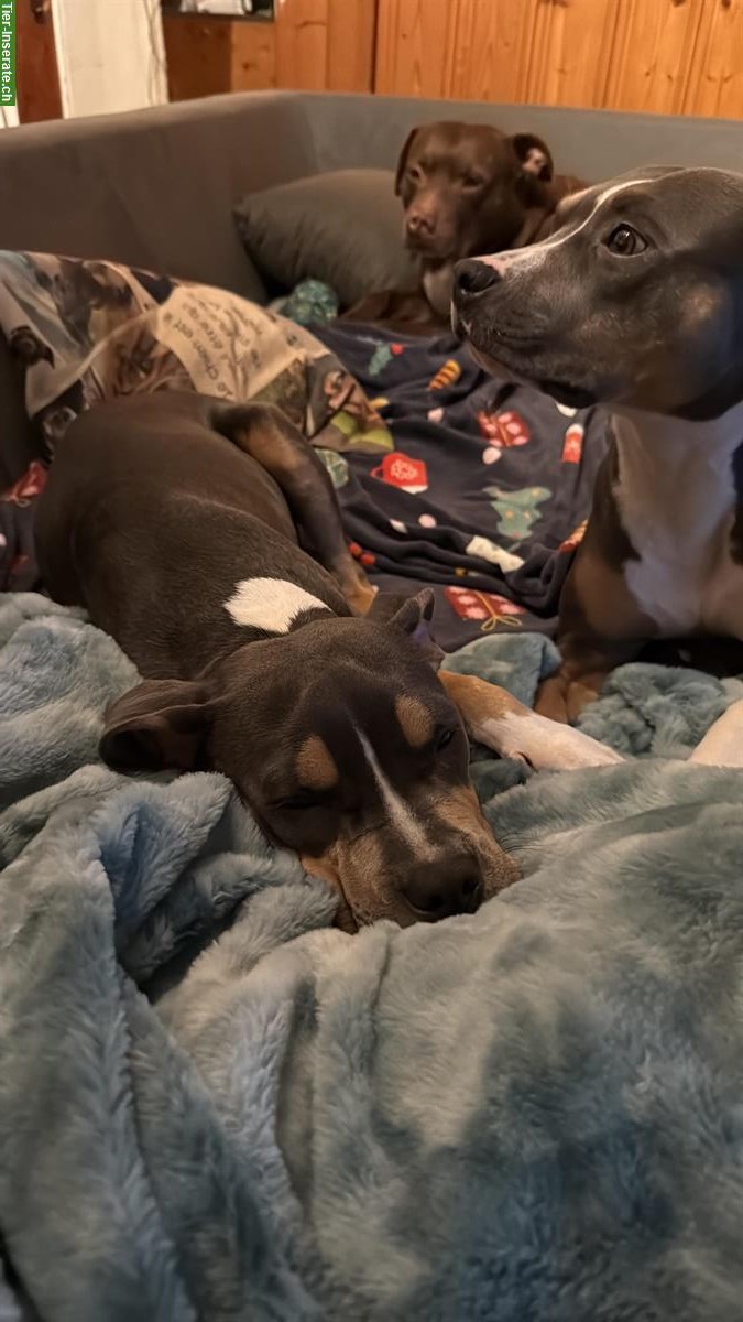 Bild 3: AmStaff Welpen (weiblich) suchen ihr Zuhause