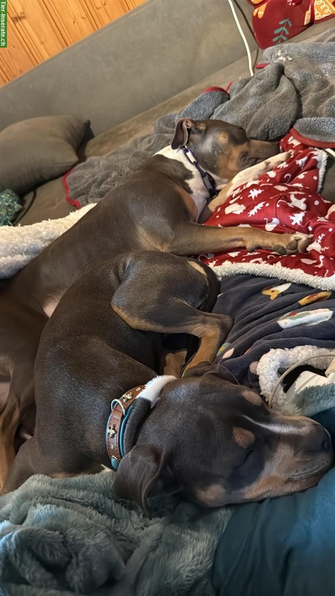 Bild 4: AmStaff Welpen (weiblich) suchen ihr Zuhause