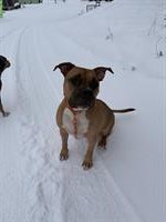 AmStaff Rüde, ca. 5-jährig sucht sein Zuhause