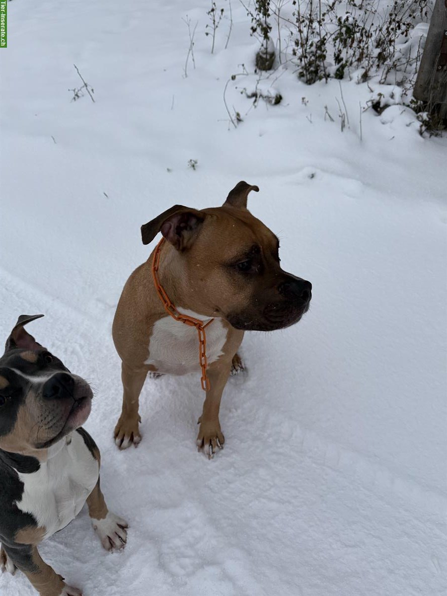 Bild 2: AmStaff Rüde, ca. 5-jährig sucht sein Zuhause
