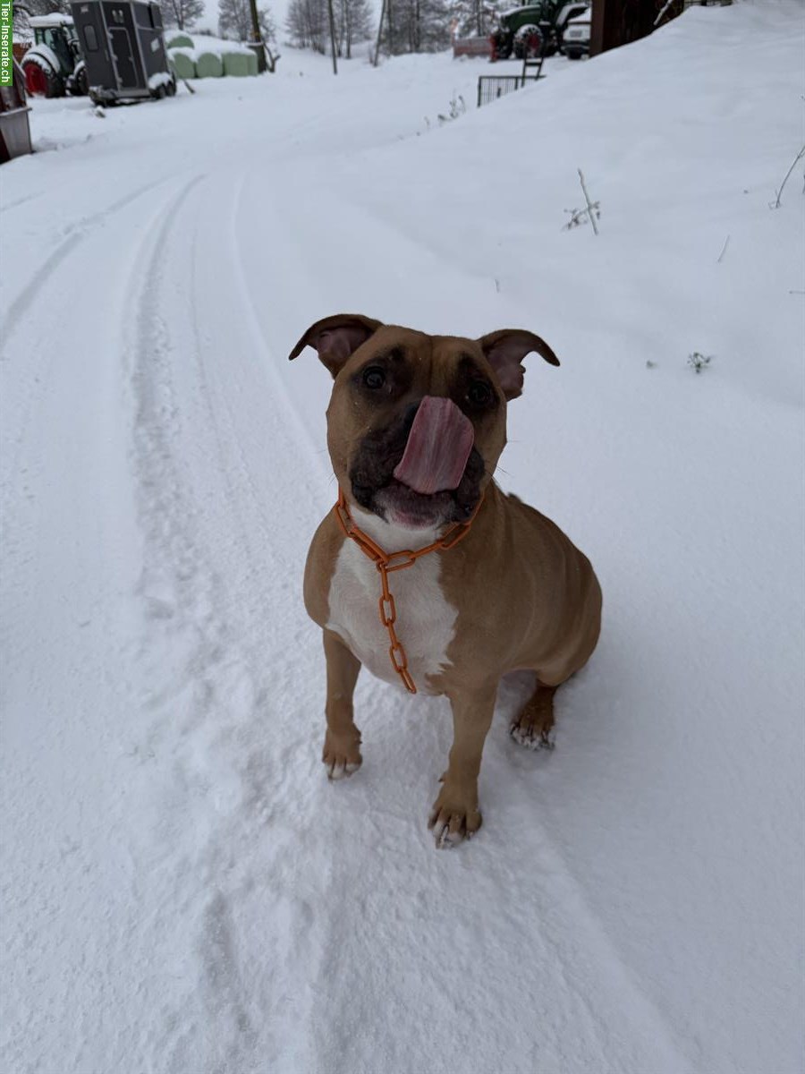 Bild 3: AmStaff Rüde, ca. 5-jährig sucht sein Zuhause