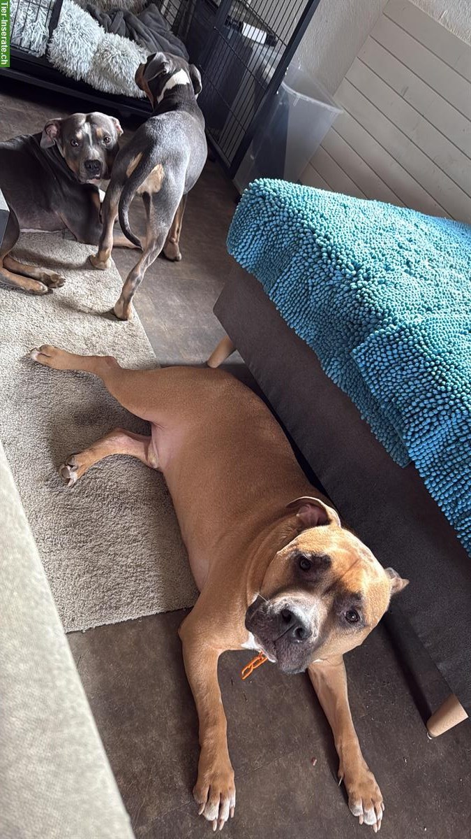 Bild 4: AmStaff Rüde, ca. 5-jährig sucht sein Zuhause