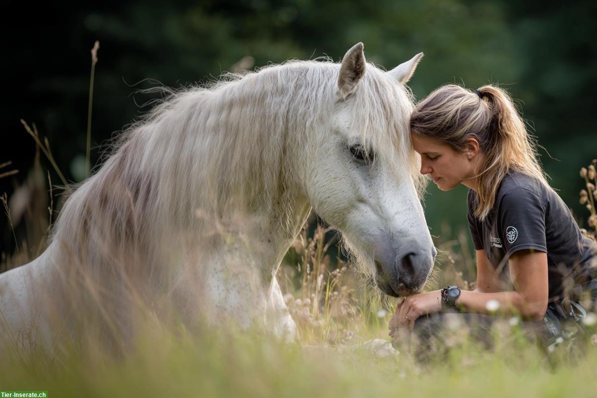 Praxisausbildung zum zertifizierten pferdegestützten ISB-Coach