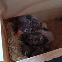 4 junge Russköpfchen (Agaporniden)