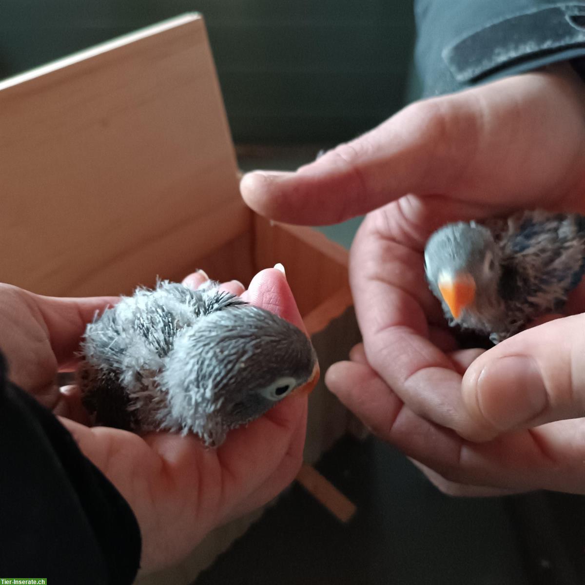 Bild 2: 4 junge Russköpfchen (Agaporniden)