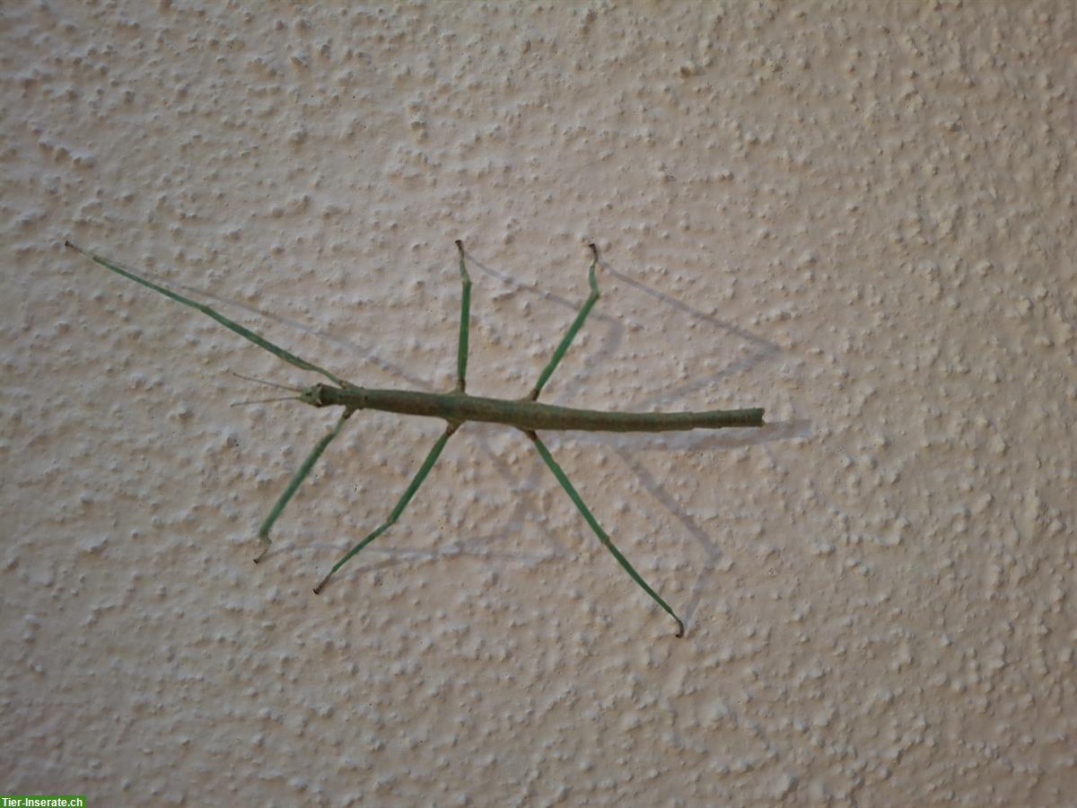Medauroidea extradentata "Blue" aus Zucht